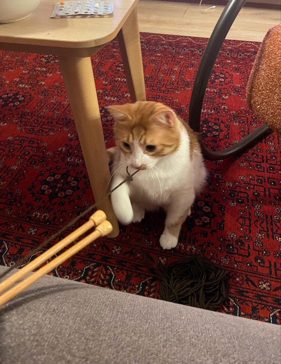 Çerez Çitos Bihter Behlül Poşetçi tweet media