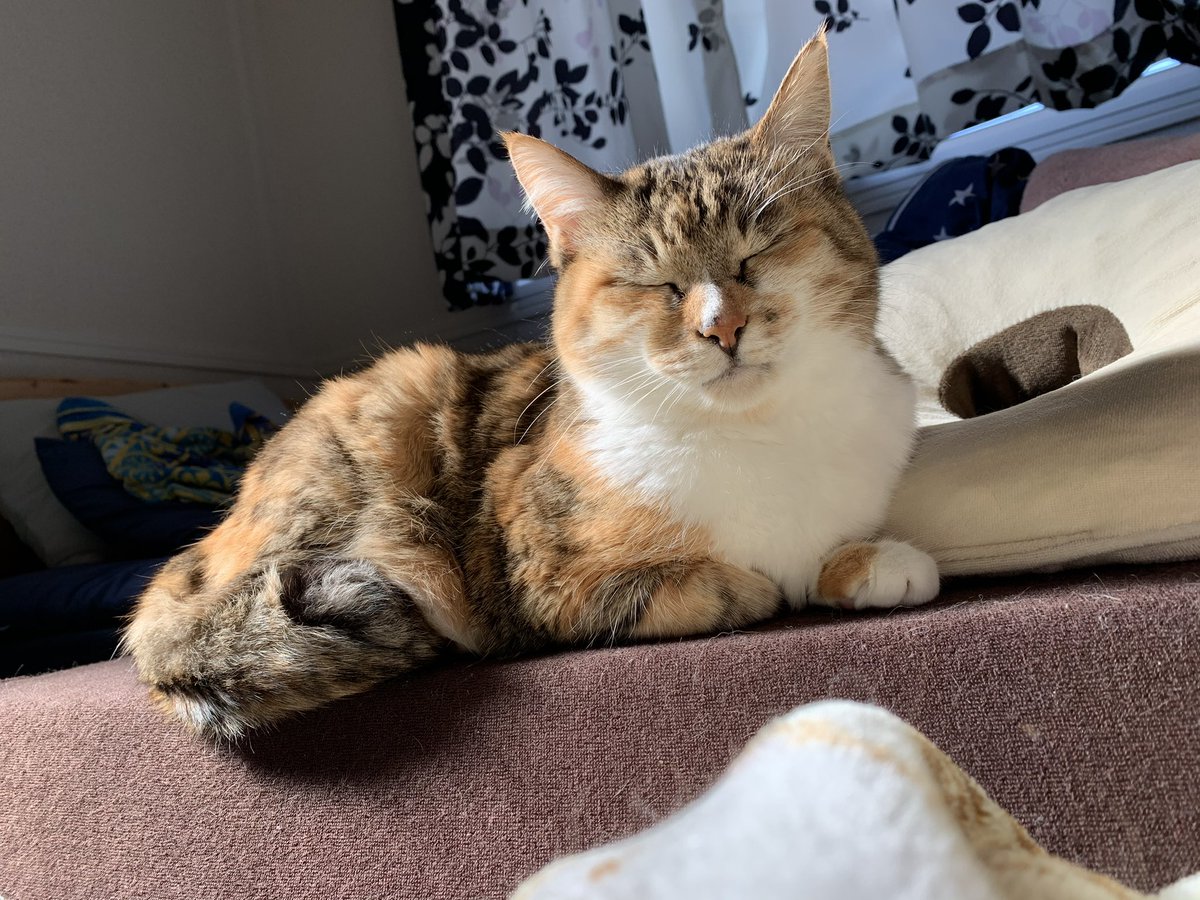 三毛猫