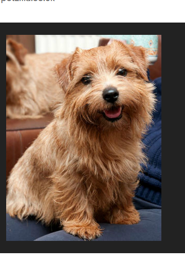 ERC3333's tweet photo. 6.1.26. The Norfolk Terrier is a small breed developed in the U. K. as a working vermin-hunting and farm dog.

Today it is primarily a companion breed while retaining typical terrier boldness and drive.

It has “drop ears,” compared to other terriers with “prick ears.” https://t.co/SEo5fJB3TP