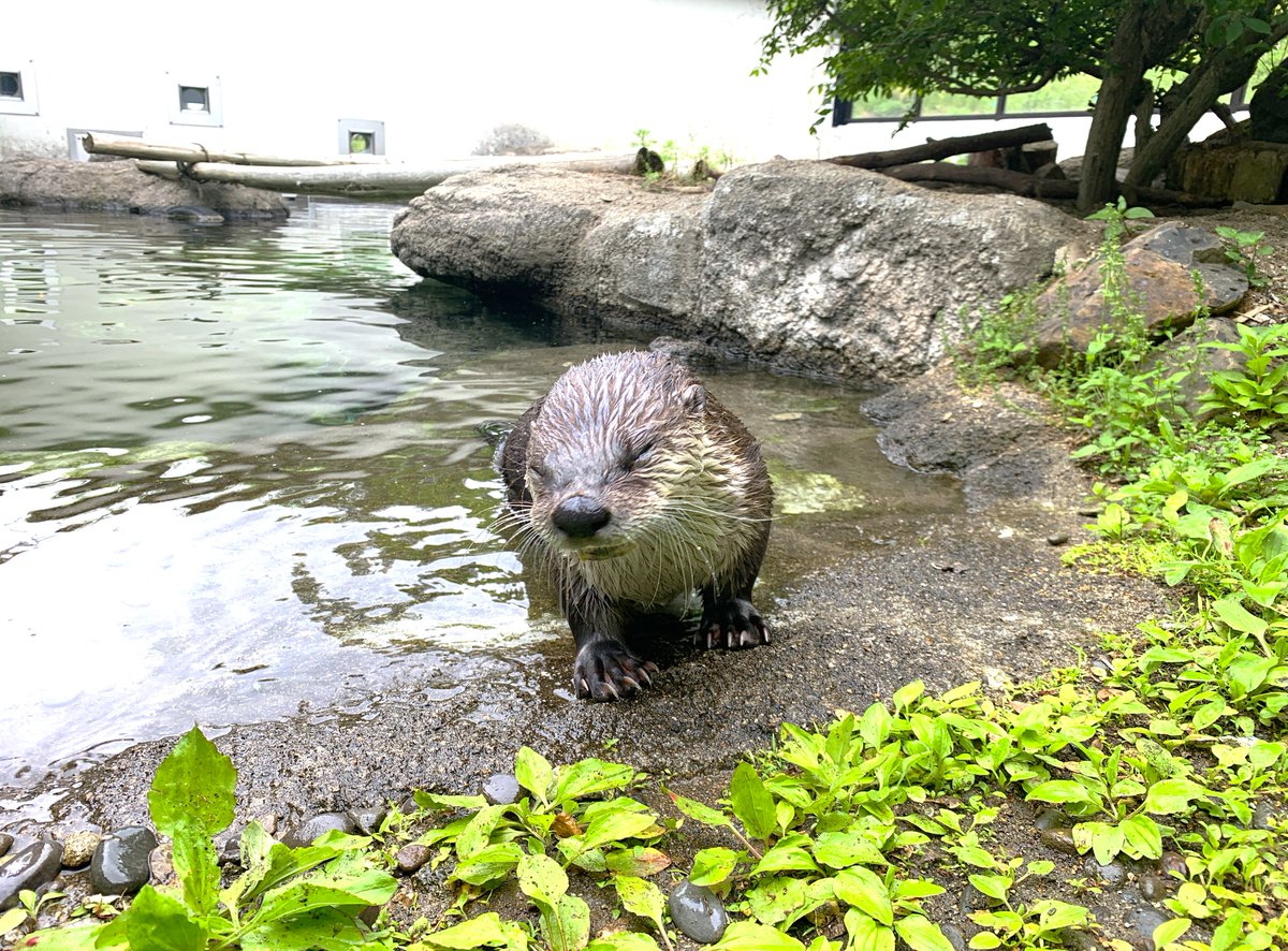moriokazoo's tweet photo. ファンの方からいただいたドジョウを、とてもいい表情で頬張るカナダカワウソのメス“カエデ”。いつもありがとうござい��す！ https://t.co/sdWaB5xDpa