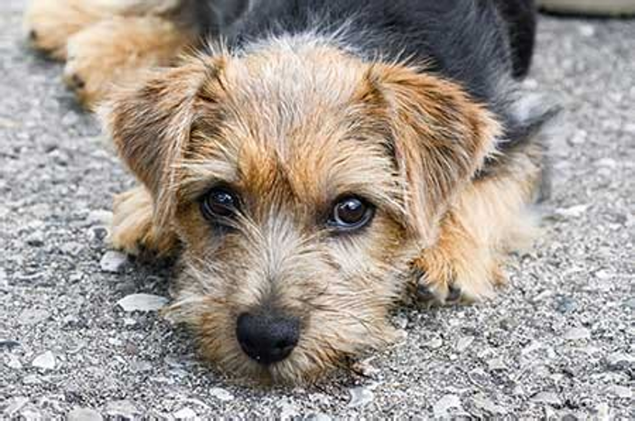 ERC3333's tweet photo. 6.1.26. The Norfolk Terrier is a small breed developed in the U. K. as a working vermin-hunting and farm dog.

Today it is primarily a companion breed while retaining typical terrier boldness and drive.

It has “drop ears,” compared to other terriers with “prick ears.” https://t.co/SEo5fJB3TP