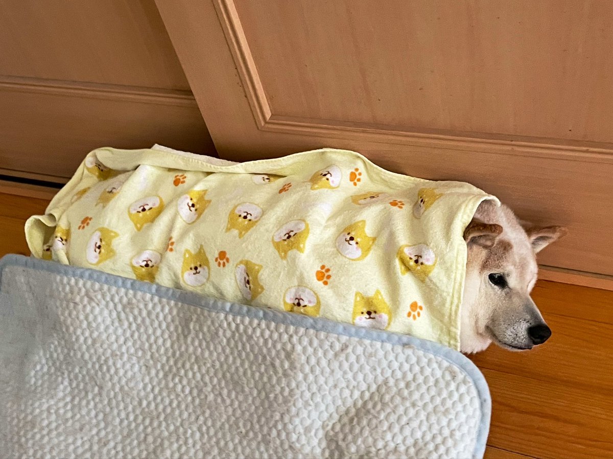 maruo2920's tweet photo. これも愛のカタチなのね💕

※ 認知症の母はマルオが寝てるとタオルを
掛けたがる😓 https://t.co/lPrmy5nU2q