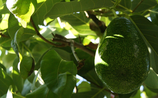 CoopsAgroAND's tweet photo. 😮Científicos de la @InfoUMA descubren el secreto de la agricultura #ecológica para combatir la #sequía

🔬Una investigación en aguacates revela que los microorganismos del suelo en fincas ecológicas ayudan a las plantas

🌐https://t.co/zrfiBAFZHt https://t.co/BW8ixjO2Vq