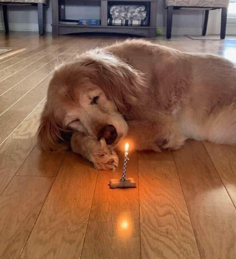 Best in Dogs tweet media