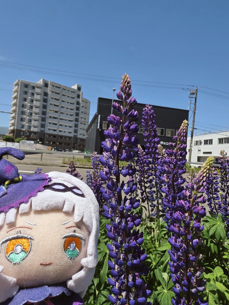 HowarXu's tweet photo. かわいい https://t.co/x9bDpVzftT