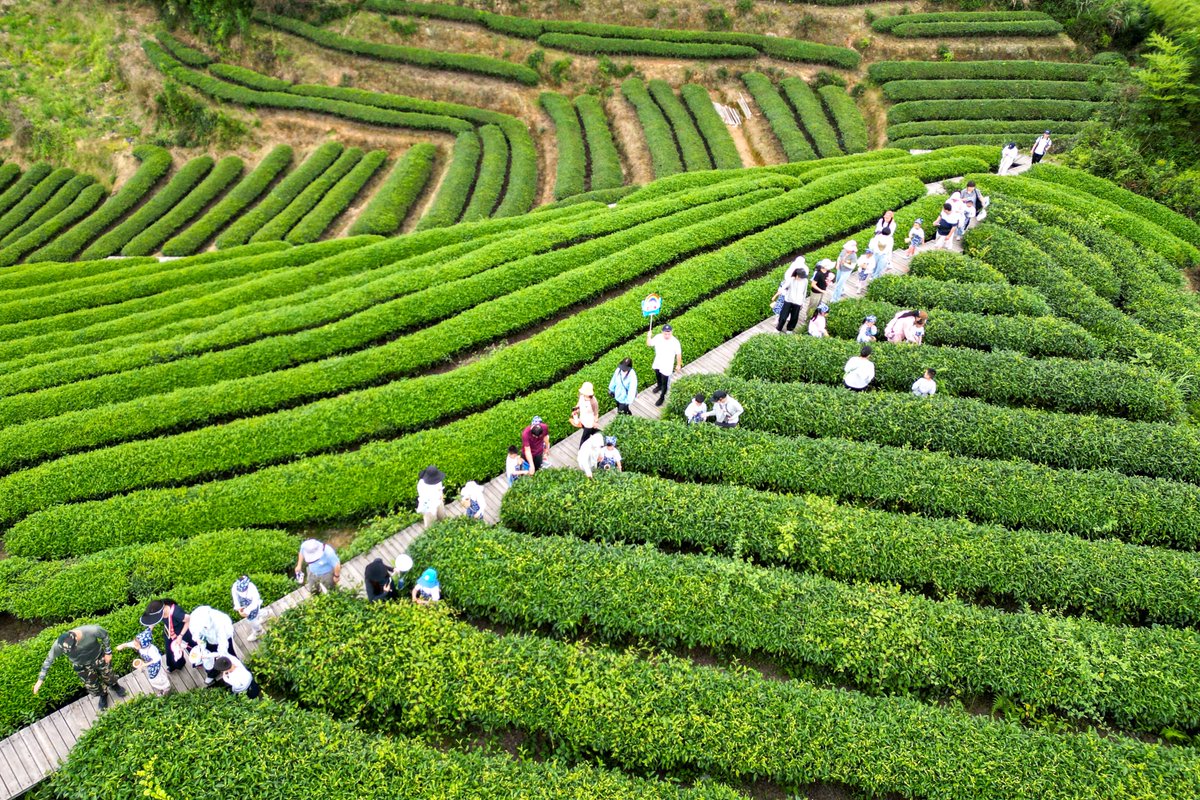 HolaFujian tweet picture