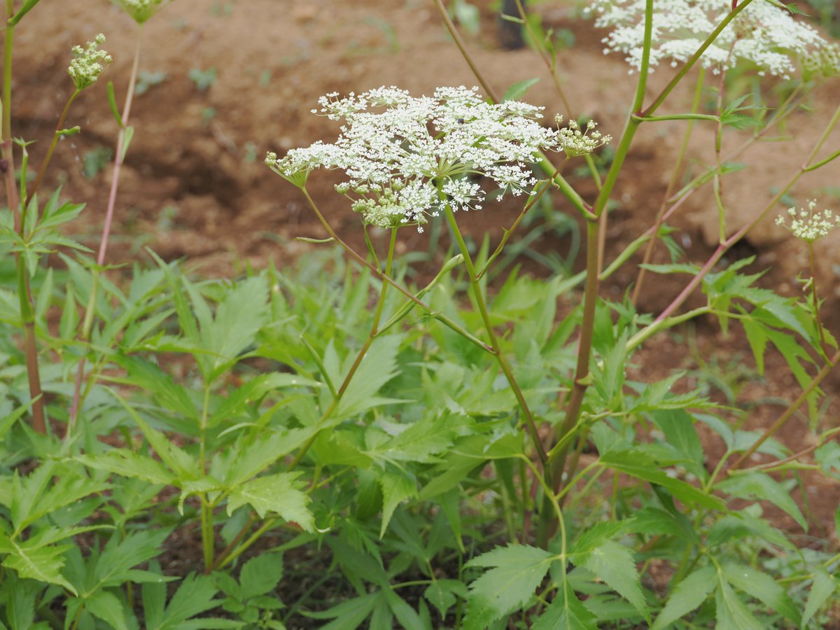nihonuniv_pha's tweet photo. 薬用植物園内の見頃な花を紹介します（撮影日2026年5月26日）
1枚目　ベニバナ
2枚目　トウキ
3枚目　アリストロキア・トリカウダタ (温室) https://t.co/1lFsrKMhed