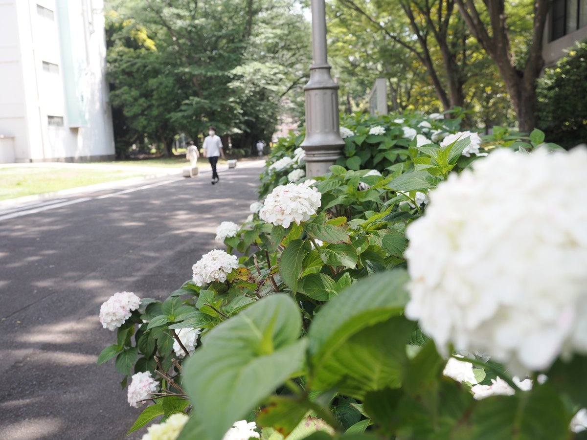 Chiba_Univ_PR's tweet photo. ヘッダー画像を変更しました。西千葉キャンパスでは初夏の訪れを告げる色とりどりの紫陽花が咲いています。
千葉大学マスコットのニシとイノも、キラキラ輝く日差しを浴びながら、紫陽花鑑賞を楽しんだようです☀ https://t.co/Kw2BIjC4Mj