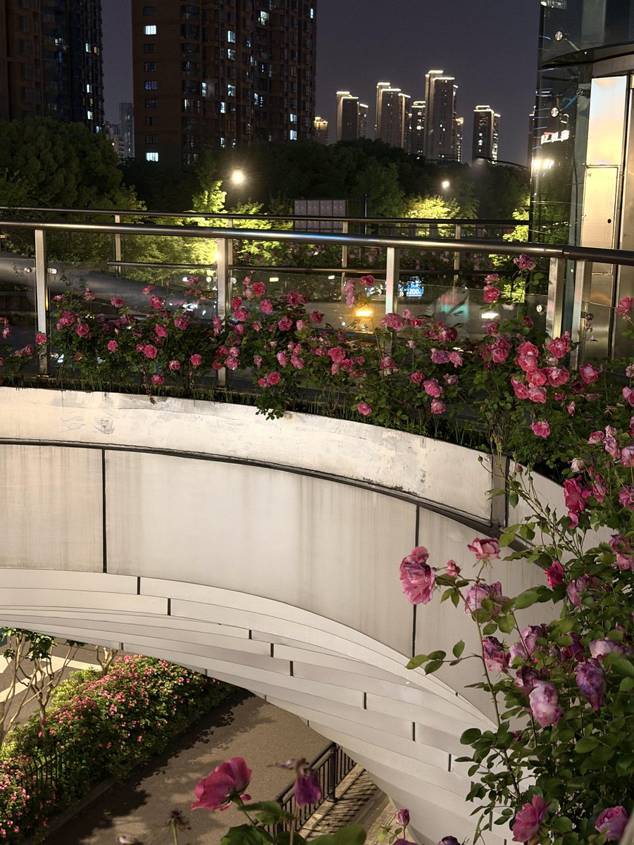 0_qph's tweet photo. Spring quietly painted the city pink. 🌸

Every drive home feels a little softer when the roads are lined with flowers.

Nature always finds a way to surprise us. 🌹 https://t.co/IfulKTsynt