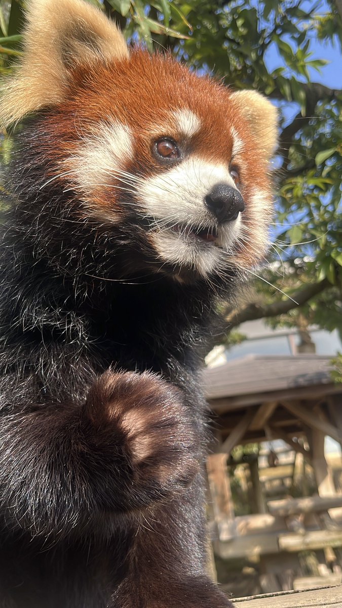 nishiyama_zoo's tweet photo. [レッサーパンダ　展示変更のお知らせ]

「アケビ」は出産準備(妊娠が確定したわけではありません)のため、6月9日(火)から当面の間は非公開施設での飼育となります。ご覧いただけなくなりますが、ご了承ください。
また、「アケビ」の移動に伴い、「たいよう」が旧レッサーパンダ舎へ移動します。 https://t.co/pJSW33ZjfL