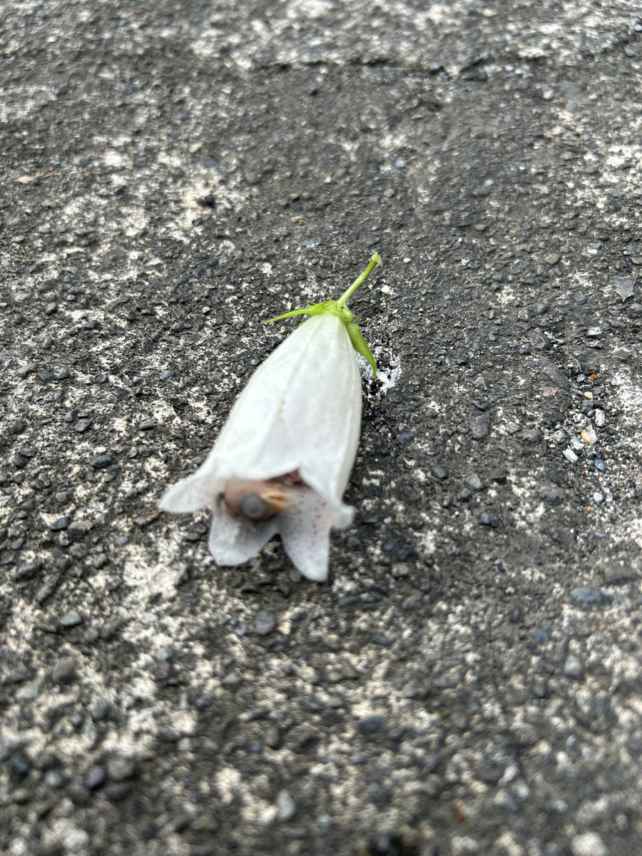 もしかしたら、この前見たのもそうだったのかな