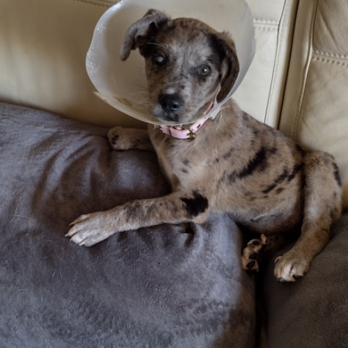 Tiggers_Tails's tweet photo. Tigger Club Announcement:
Lucy is celebrating her 4th Gotcha Day today
https://t.co/J6GKJC0kIf
Happy Gotcha Day Lucy
#TiggerClubNews #Announcement
@ashleyrclark1 https://t.co/ChxJuk60Ob