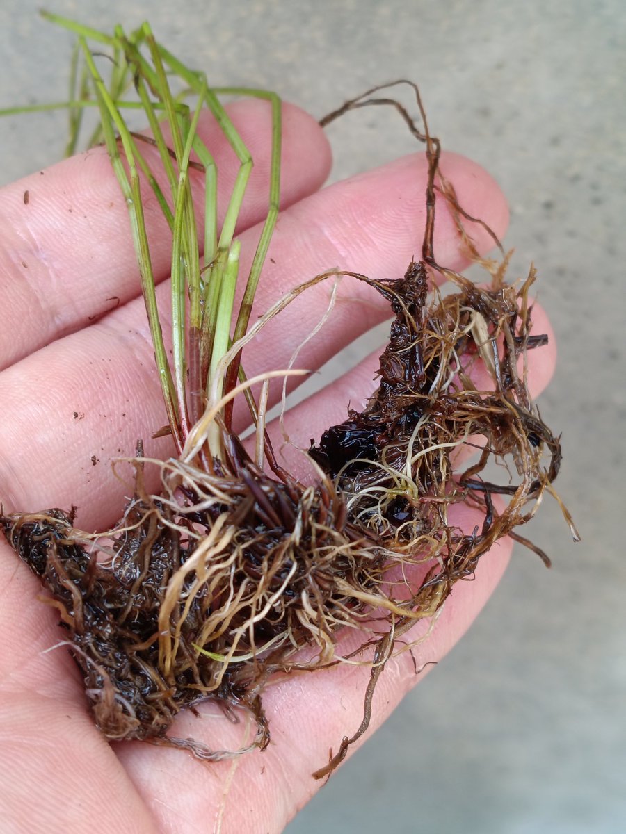 Potamogen_ota's tweet photo. ミツカドシカクイ。山地の湿地に生える草。茎が三角形なのにシカクイとか名がつくからややこしい… https://t.co/XfoHbK7TVE