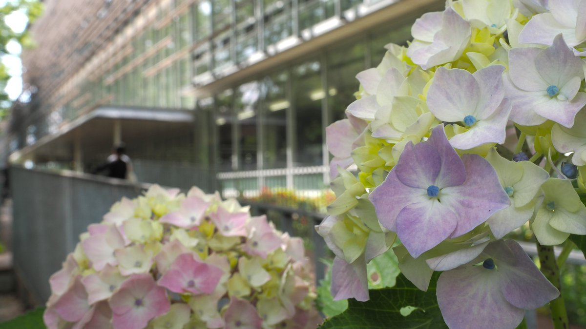 Chiba_Univ_PR's tweet photo. ヘッダー画像を変更しました。西千葉キャンパスでは初夏の訪れを告げる色とりどりの紫陽花が咲いています。
千葉大学マスコットのニシとイノも、キラキラ輝く日差しを浴びながら、紫陽花鑑賞を楽しんだようです☀ https://t.co/Kw2BIjC4Mj