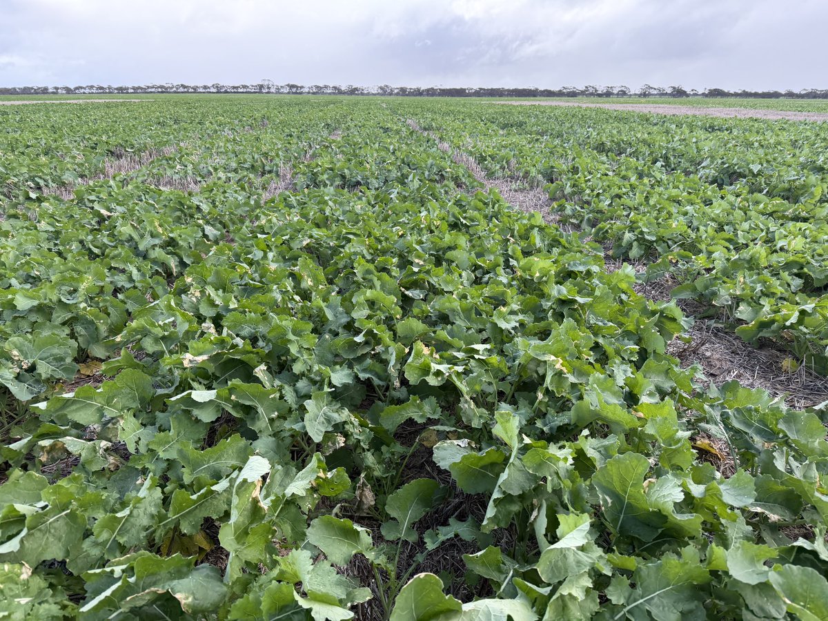 CaptainCanola's tweet photo. 2026 Grass Patch WA @theGRDC @GRDC_NVT Canola GLY, and TT Trials looking really good after recent rainfall events. Well done @kalyx_australia Some really nice new hybrids in here. 👍🏻⛈️ 💨@GRDCWest @PacificSeeds @FotiouMila @AgingAgro @hurgl1 @danrollsroyce @schilgee https://t.co/4ozVr36BTV