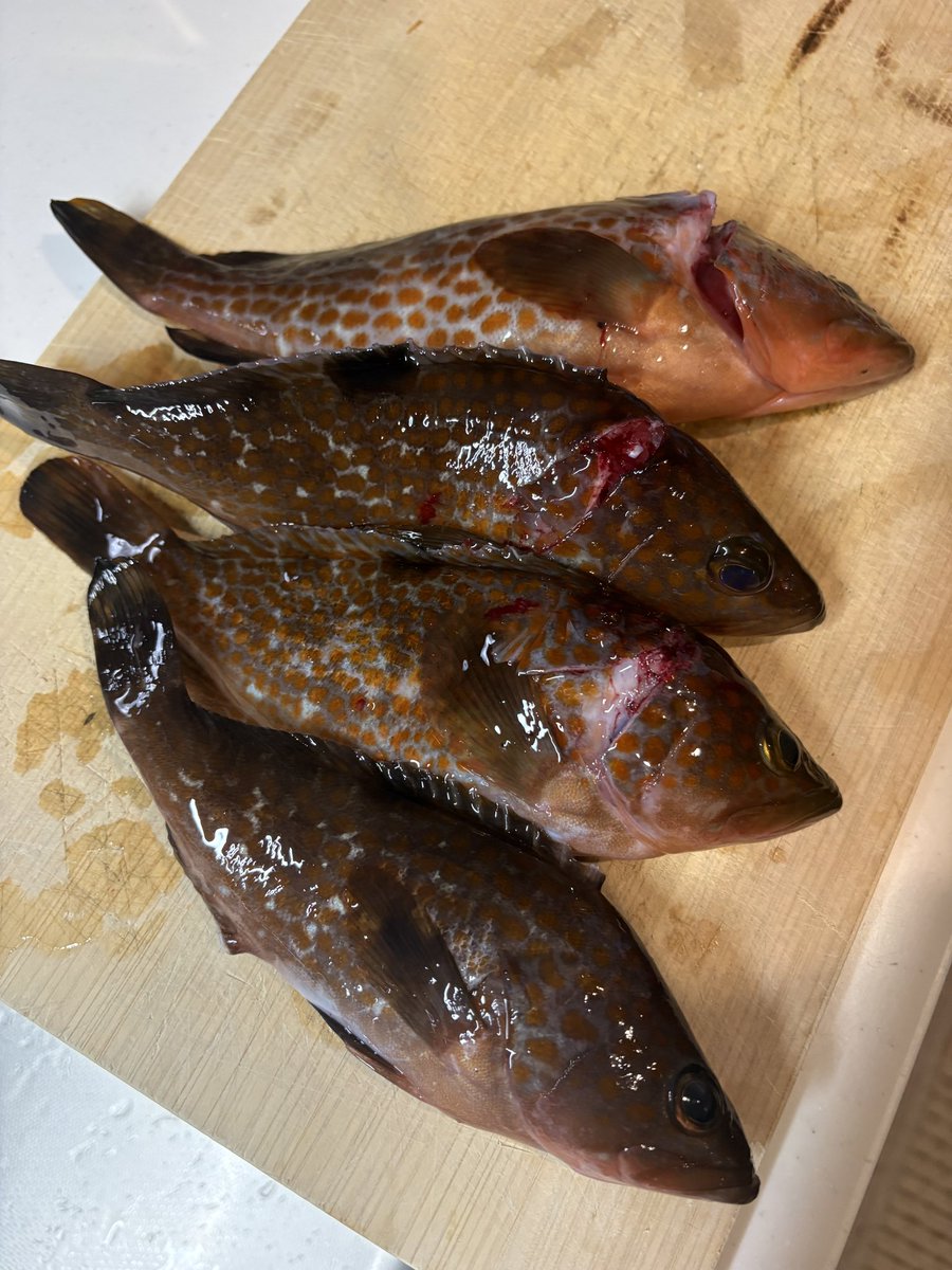 Hu_fishing's tweet photo. 釣りしたり
ご飯食べたり
ミニミニ魚釣ってみたり
いっぱい遊んだ♡ https://t.co/LhwrNqL9uL