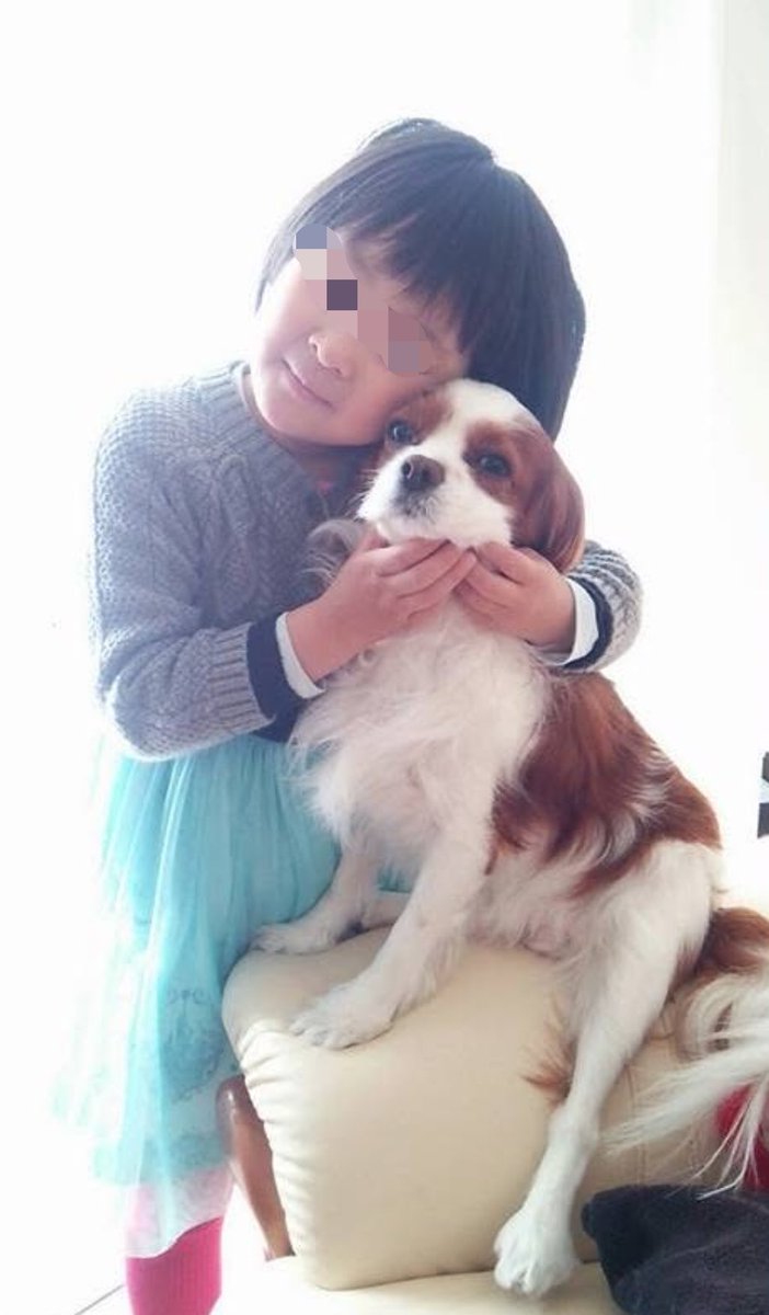 201Juice's tweet photo. 「ルイ大好きだよー」

中3の今も、4歳の頃も、学校から帰るとルイにただいまを伝えます。

長生きしてくれて、娘の優しいお兄ちゃんでいてくれて、本当にありがとう 💝

#犬のいる幸せ　#キャバリア https://t.co/rCo3ag9v10