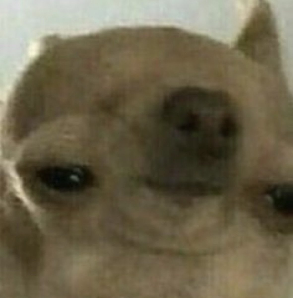 itsaspectss's tweet photo. @itisauto @HeroV01 @ComboSmp POV : bro in the b territory 
POV After b tier : https://t.co/8T4R8gqsWZ