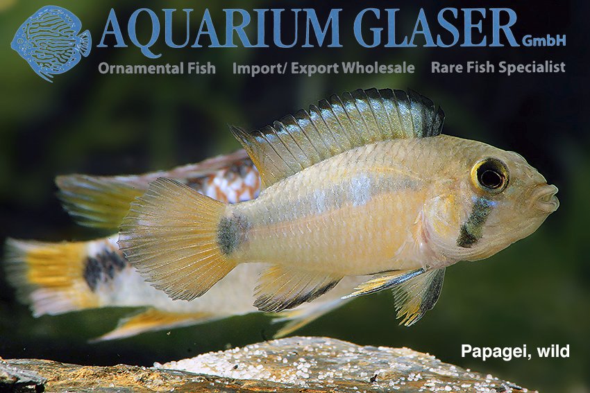 aquariumglaser's tweet photo. #Apistogramma #ortegai
find more details and pics @ https://t.co/kgExUnuDLM https://t.co/7FmIDzpzET