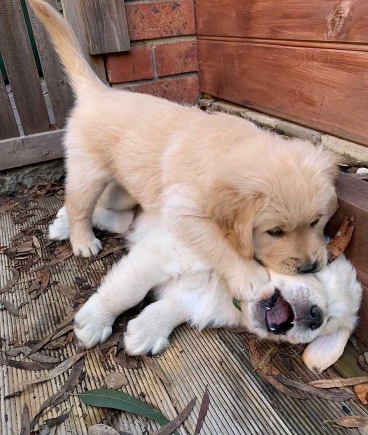 PupgirlNation's tweet photo. TRAGIC! Young noblewoman kills her older sibling in cold blood in hopes of inheriting the throne and becoming queen! https://t.co/WMmt3EbXww