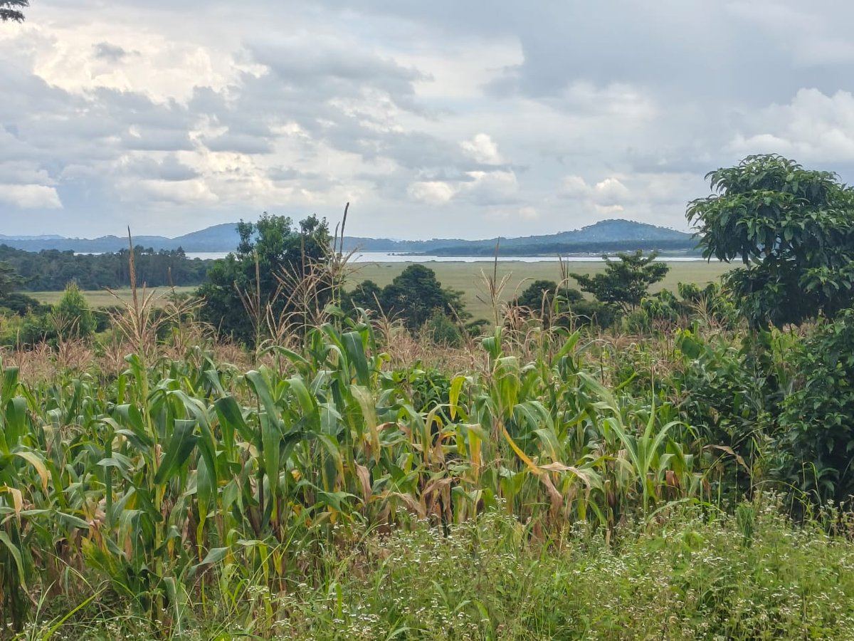 shukranproperty's tweet photo. @IamHaxx @Motion_i256 QUICK SALE TBIS WEEK 

LAKE VIEW LAND 

 ❤️ 2.5 Acres of land 

Located at #Mukono Katosi, Ngombere

Good for many projects like farming, Country home 🏠 etc

Selling at #95m Ugx ( fixed)

Private Mailo ready land title.

0706592177 https://t.co/IboFxK3IdL