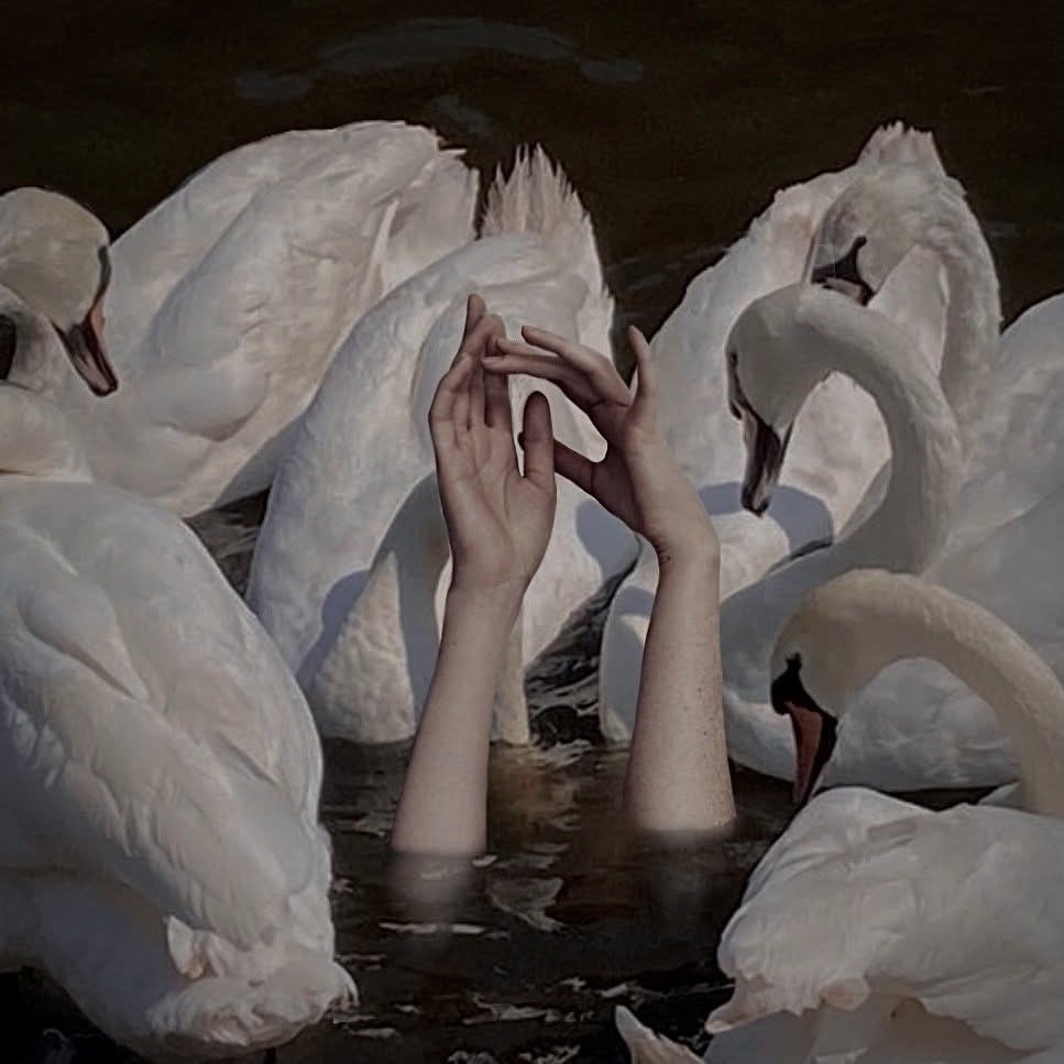 AlexAllenPoe's tweet photo. CR: A Treachery of Swans - A.B. Poranek 🦢

Kicking off pride month with this, mega excited about it because I’m a lesbian ex-ballerina https://t.co/kpiB9JvHtg