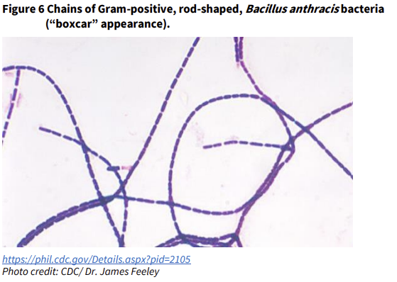 guerreroespejo's tweet photo. Anthrax is a zoonosis caused by Bacillus anthracis, a Gram-positive, spore-forming bacterium.

Cutaneous anthrax (suggested particularly by ulceration, eschar and/or oedema)
👇
https://t.co/ESGaBFJeG6

#FOAMed #InfectiousDiseases #ClinicalMicrobiology  #Medicine https://t.co/Be3VQU85fY