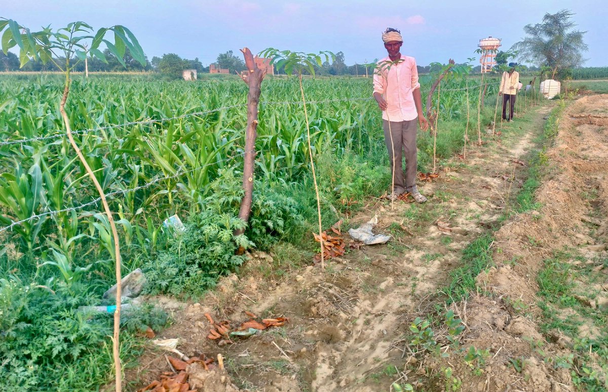 PCU_Up's tweet photo. Growing with nature, protecting the soil🌳🌱

Etah Aliganj Producer Co Ltd Etah, Uttar Pradesh, FPO, with 725 farmer members, does bund plantation of Mahogany &amp; Kagzi lemon to help prevent wind erosion of soil, conserve water, &amp; to improve farm productivity.

#updasp #upagrees https://t.co/DU6JTDsofi