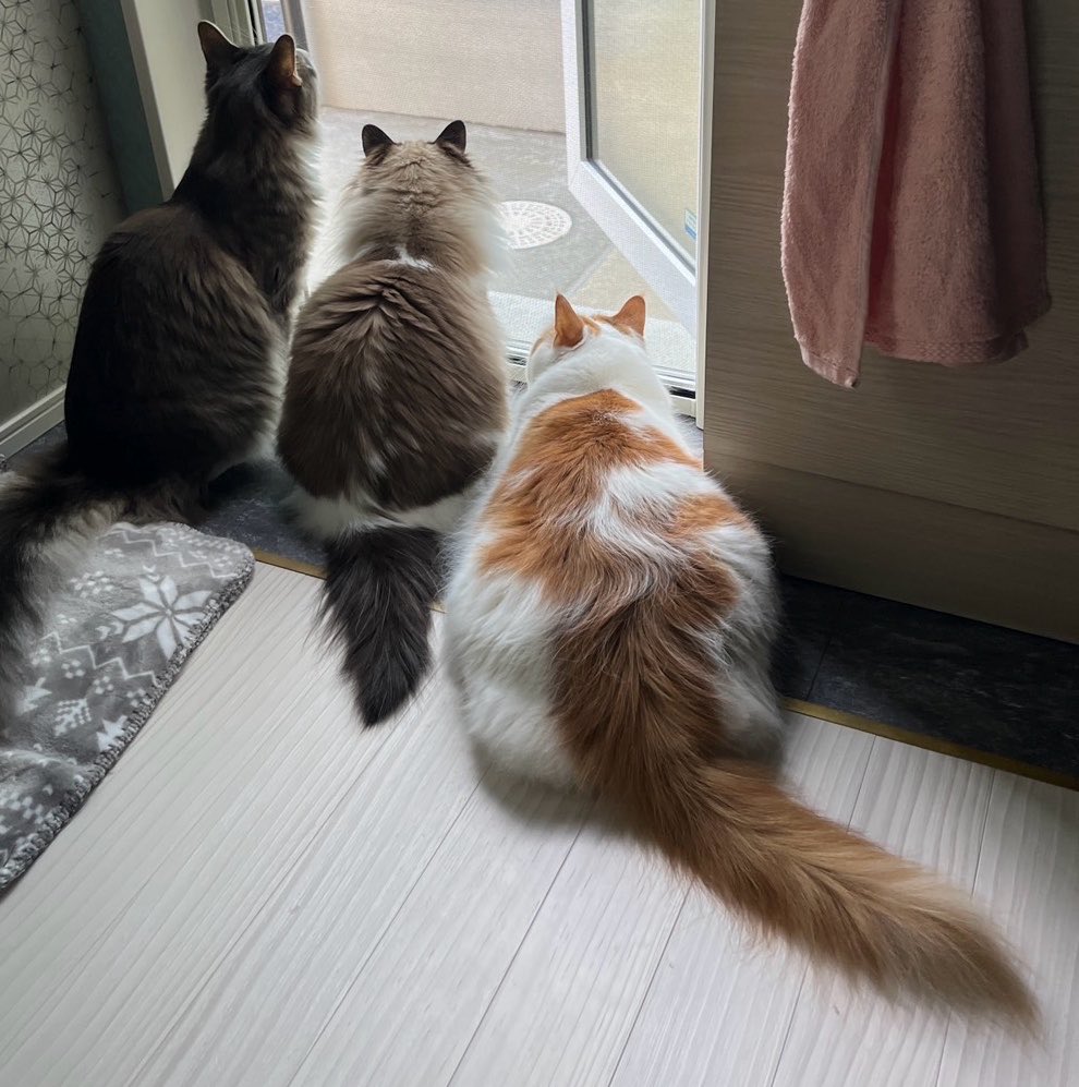 Lanuagcoo's tweet photo. 6月に入りましたね🐈
妊娠週数、36週を迎えました〜まだ入院準備も半ばで焦りまくり_(:3 」∠)_
うちの母が���リギリ37週で２人産んでるらしいので恐怖を感じる..(3姉妹で長女と三女が37週だったらしい)
親子似るって言うけど...早すぎないか？！
はたして入院準備は終わるのか？！
乞うご期待(違) https://t.co/cPbhvd91X5