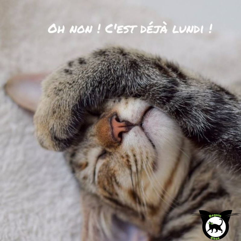 BeguinChat's tweet photo. 😂🤣😂😋
 
 #chat #chats #chaton #chatons #funnycat #funnycats #felin #gato #gatos #gatto #minet #bouledepoil #kitten #kitty #mdr #lol #marrant #humourchat #humourchats #chatdrole #katze #rigolo #marrant https://t.co/87sga6zoFa