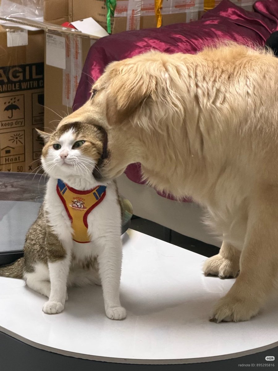 nocontextscats's tweet photo. Chomp https://t.co/KXXsPdAHwW
