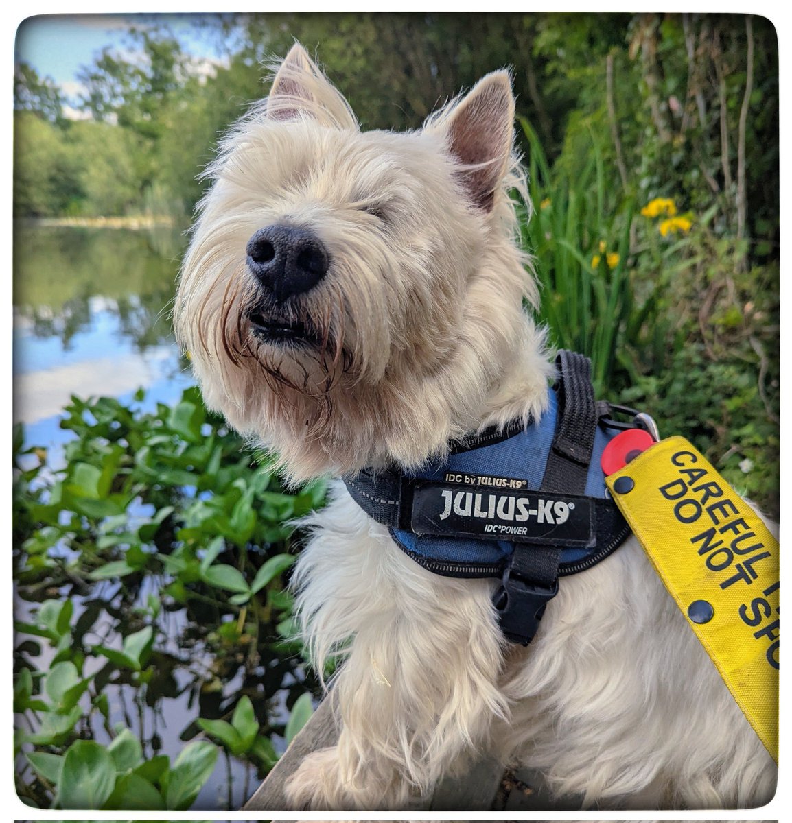 snoopysue71's tweet photo. #Spring walks 
He still has an expressive face 
I have always loved to watch him 
Interact with him 🥰
I truly believe this helped him when he lost his eyes, he had a firm foundation to help him adjust to being blind 
I talk to him when walking 
When we stop I tell him what we can hear and what I can see 🌸
#KeepGoing x⛅
