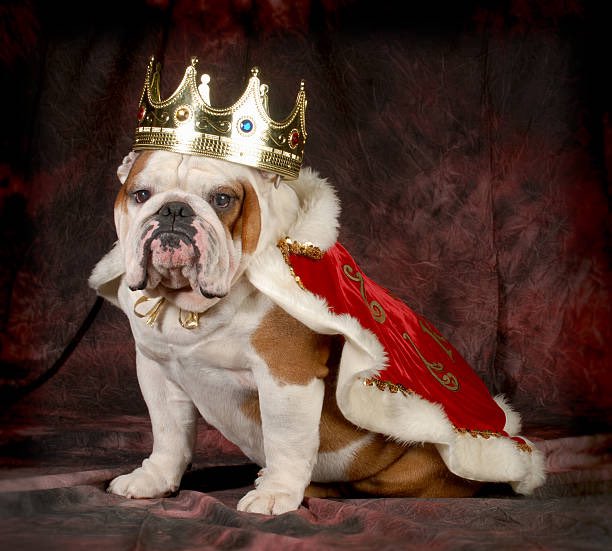 k99_xx's tweet photo. House of the dog https://t.co/DbVPabzYfN