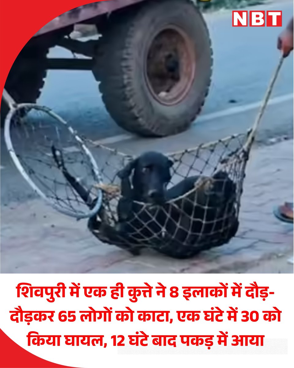 NavbharatTimes's tweet photo. मध्य प्रदेश के शिवपुरी जिले से एक बेहद हैरान और डरा देने वाला मामला सामने आया है। शनिवार को शहर के अलग-अलग आठ इलाकों में एक आवारा कुत्ते ने अचानक राहगीरों और घरों के बाहर खड़े लोगों पर हमला करना शुरू कर दिया। सुबह से लेकर शाम तक इस कुत्ते ने जो भी सामने आया, उसे बुरी तरह नोच डाला। 

इस हमले में बच्चे, बुजुर्ग और महिलाओं समेत कुल 65 लोग गंभीर रूप से घायल हो गए हैं। अचानक हुए इस चौतरफा हमले से पूरे शहर में दहशत फैल गई और लोग लाठी-डंडे लेकर सड़कों पर उतर आए।

#Madhyapradesh #StrayDogs
