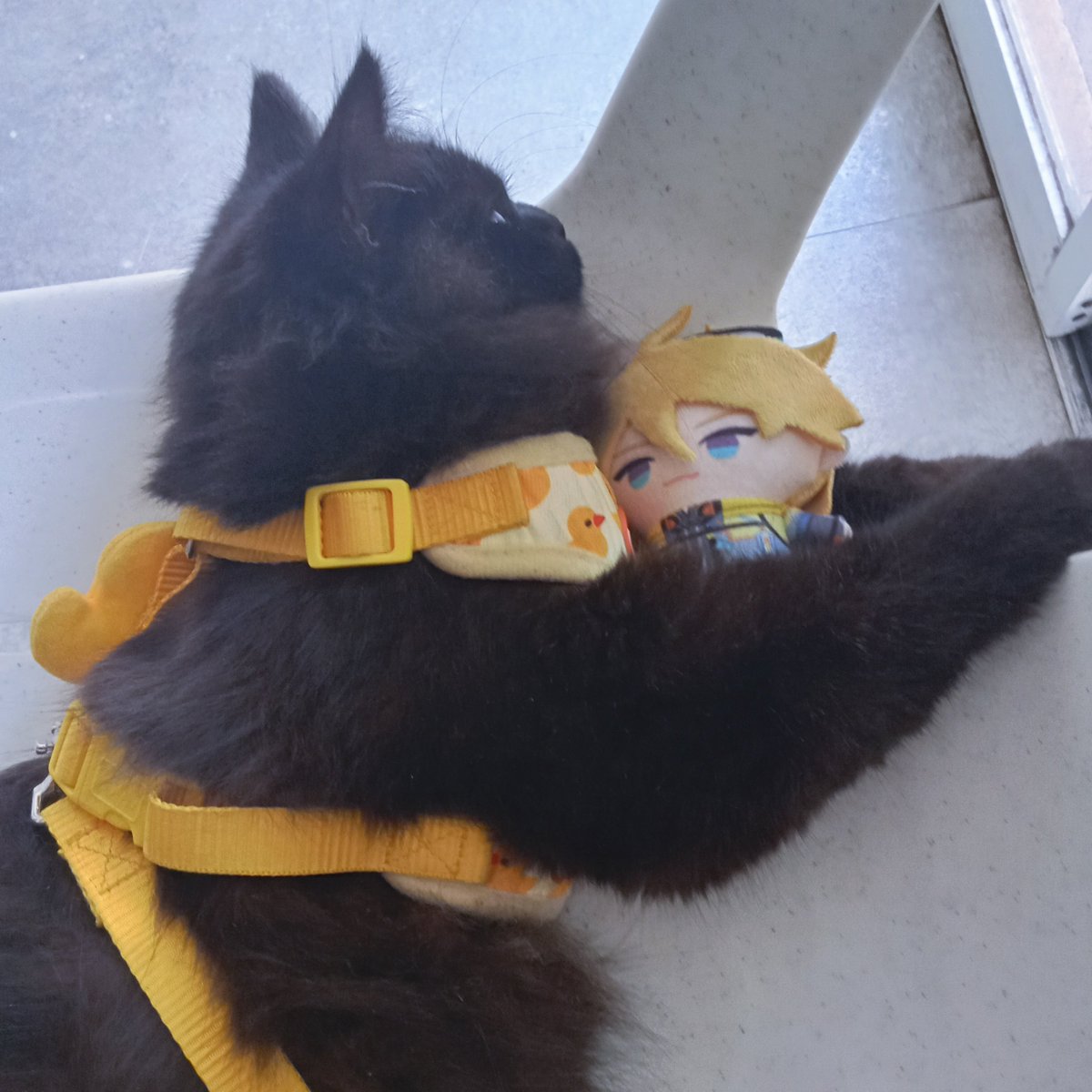 WilsonAssIsLife's tweet photo. at the vet and he kept trying to grab willypape from my bag so i gave him to him and now he won't let go 💀 that's his support pape 😭

#willypape https://t.co/h5fcGuWPJV