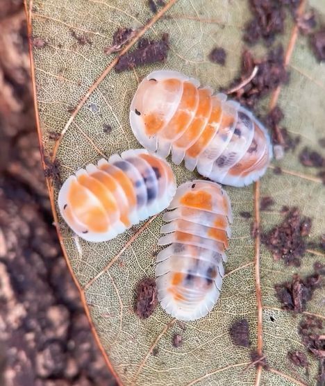 butterfly5World's tweet photo. Colourful isopods. https://t.co/8w4rf6AKFC