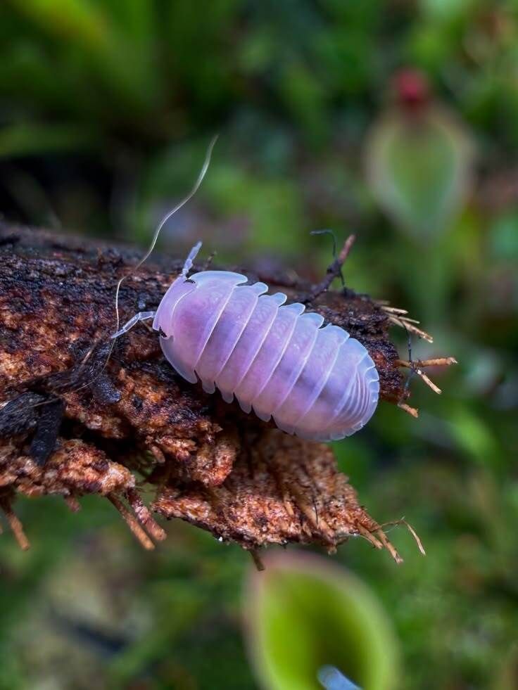 butterfly5World's tweet photo. Colourful isopods. https://t.co/8w4rf6AKFC