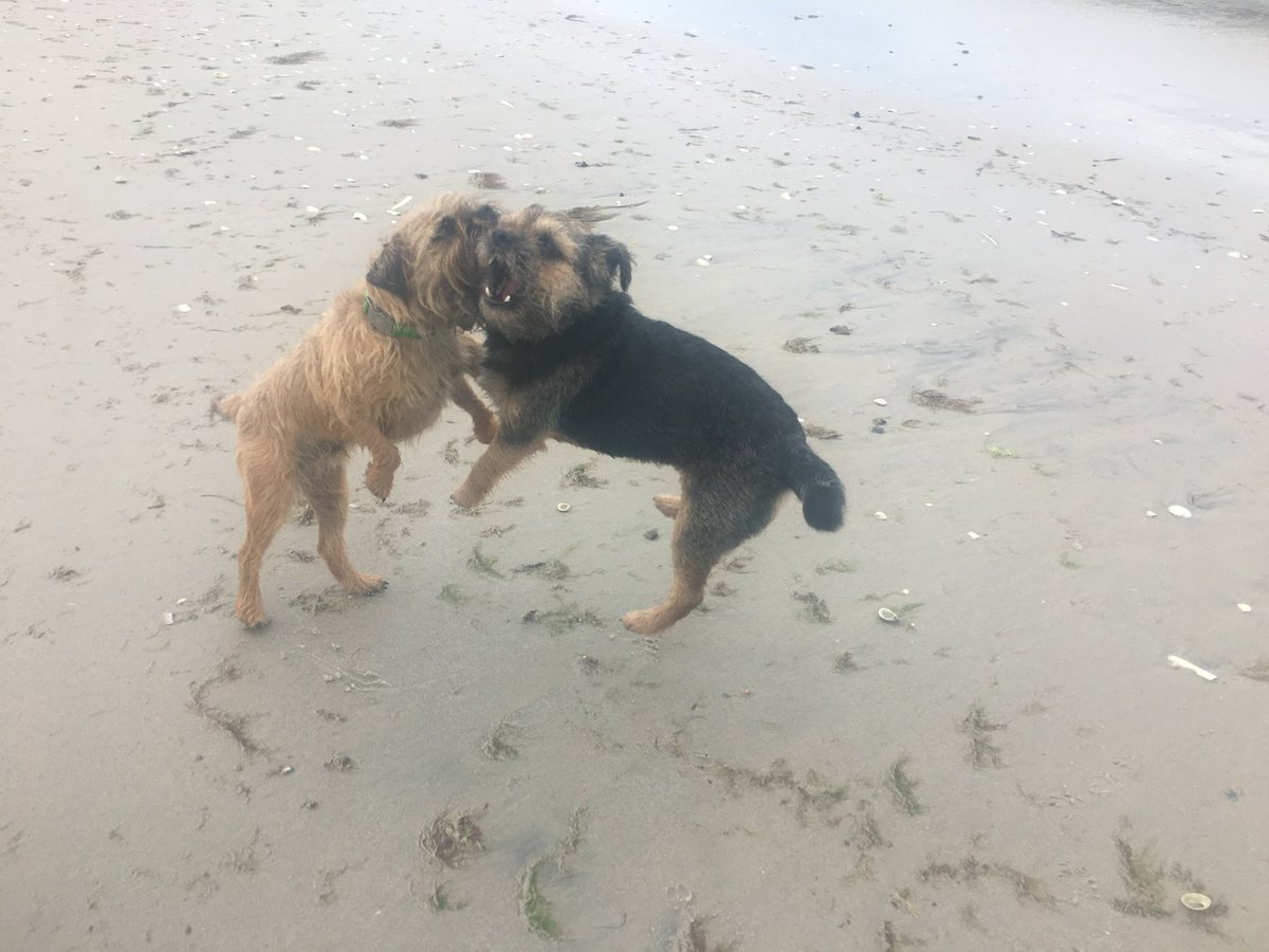 ScrappyN's tweet photo. #MemoryMonday sharing Scrappy Nelson memories, gone 48 weeks today 🌈 leaving behind his partner in crime #DuncanPickles who he loved despite his procrastination from day one #ScrappyNelson #btposse #dogsofX #MondayMotivation https://t.co/qJhyibg3F4