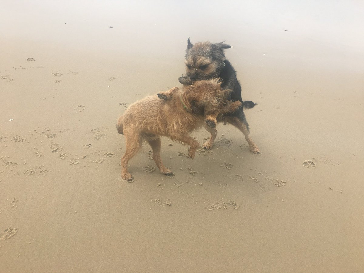 ScrappyN's tweet photo. #MemoryMonday sharing Scrappy Nelson memories, gone 48 weeks today 🌈 leaving behind his partner in crime #DuncanPickles who he loved despite his procrastination from day one #ScrappyNelson #btposse #dogsofX #MondayMotivation https://t.co/qJhyibg3F4