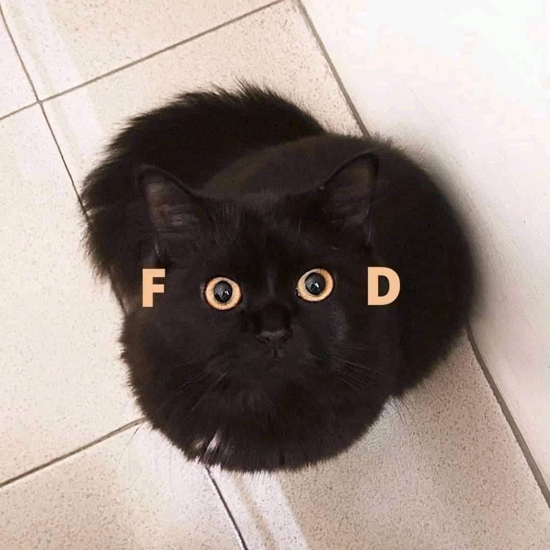 Cats_ooc's tweet photo. https://t.co/xNHMuhO5PU