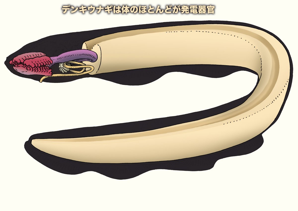 bot28771799's tweet photo. デンキウナギは口で呼吸し、内臓は体の前端にまとまっている。狭い空間に腸を収めたためか、腸は何度も前後に曲がり、最後の肛門は喉の下に開く。残りの体は尻尾であり、その中身の大半は発電器官
先日、投稿した画像はデンキウナギの概念的な解剖図
https://t.co/L7fWotm2Mw https://t.co/QYf3n7EvRg