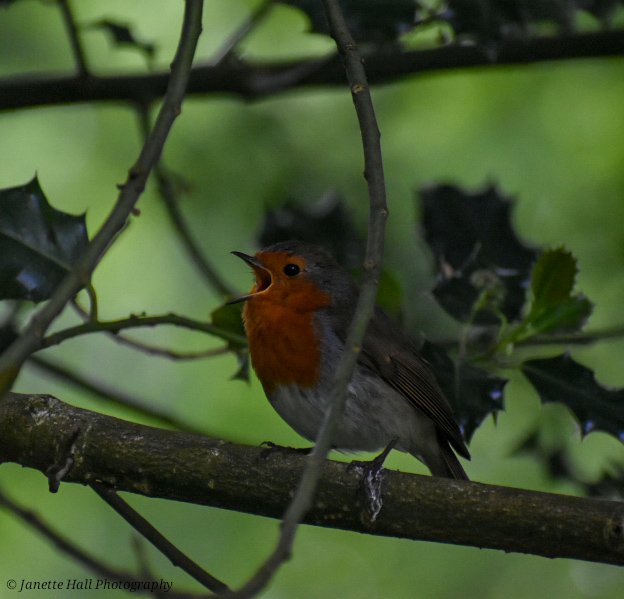 JanetteHall's tweet photo. Robin in the trees singing away
#robin #robinredbreast #bird #birdphotography #nature #NaturePhotography #BirdsSeenIn2026 #photography #TwitterNatureCommunity #wildlife #wildlifephotography #nikon #nikonphotography @Britnatureguide https://t.co/4lXFUNVtQF