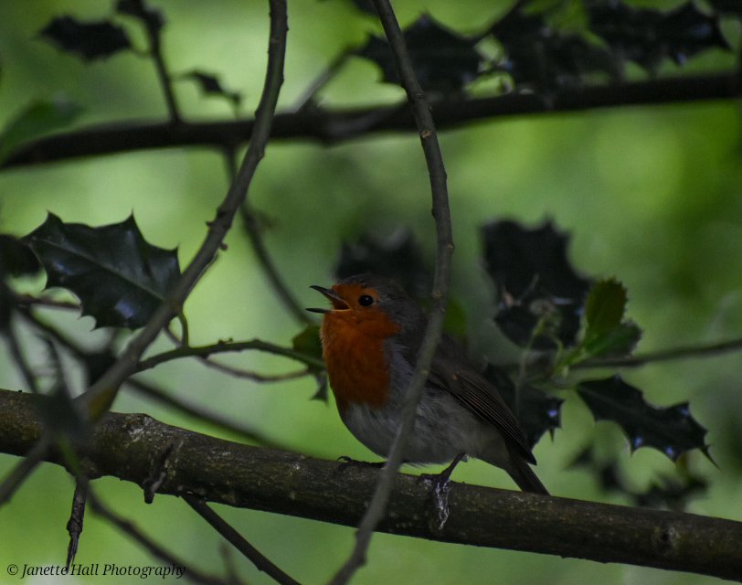 JanetteHall's tweet photo. Robin in the trees singing away
#robin #robinredbreast #bird #birdphotography #nature #NaturePhotography #BirdsSeenIn2026 #photography #TwitterNatureCommunity #wildlife #wildlifephotography #nikon #nikonphotography @Britnatureguide https://t.co/4lXFUNVtQF