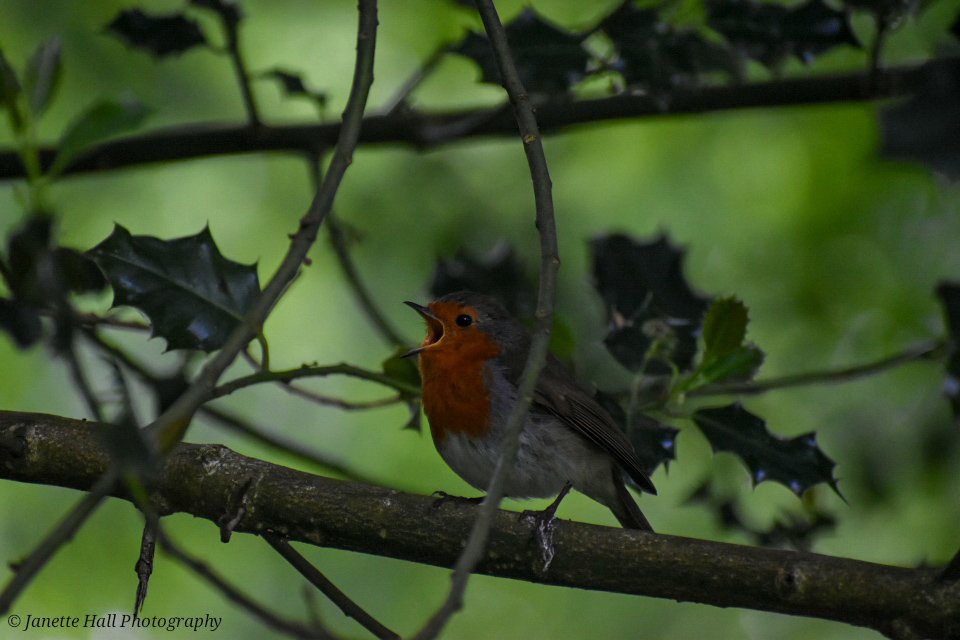 JanetteHall's tweet photo. Robin in the trees singing away
#robin #robinredbreast #bird #birdphotography #nature #NaturePhotography #BirdsSeenIn2026 #photography #TwitterNatureCommunity #wildlife #wildlifephotography #nikon #nikonphotography @Britnatureguide https://t.co/4lXFUNVtQF