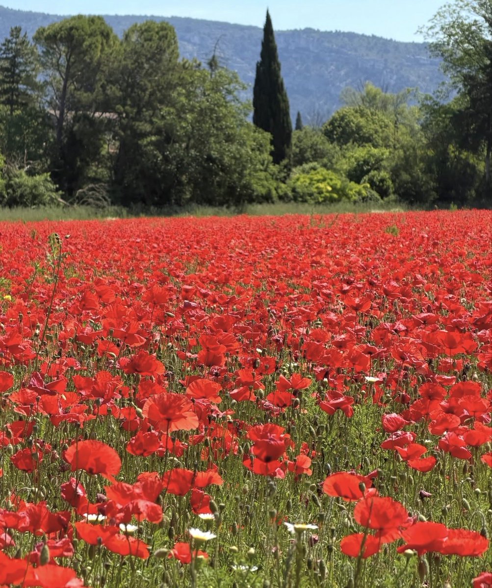 MatthewStadlen's tweet photo. Been to 84 countries and not sure I’ve been to many more beautiful places than rural Provence https://t.co/9HyayiXKJj