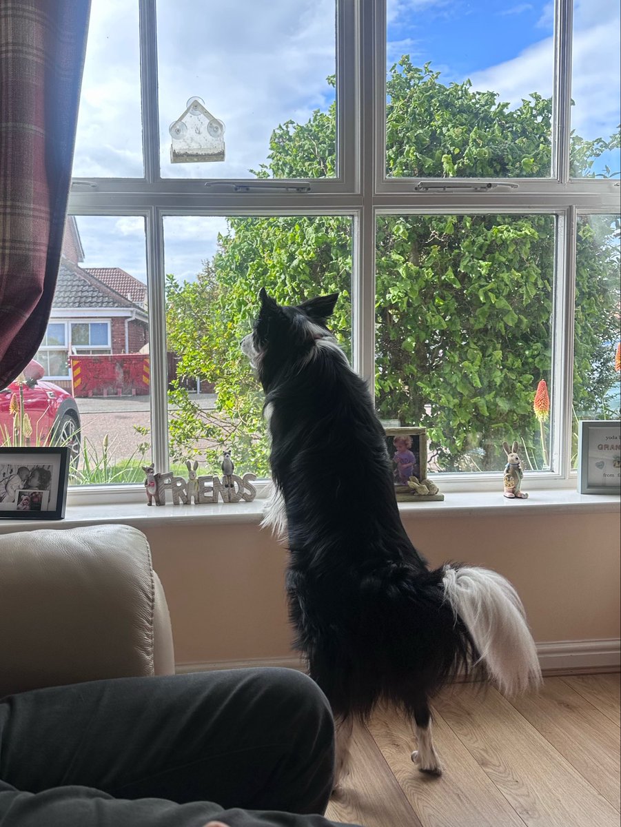 KinlochSusan's tweet photo. How dare that cat walk in front of my house! 🐶🤣 https://t.co/FGlXNpXXSB