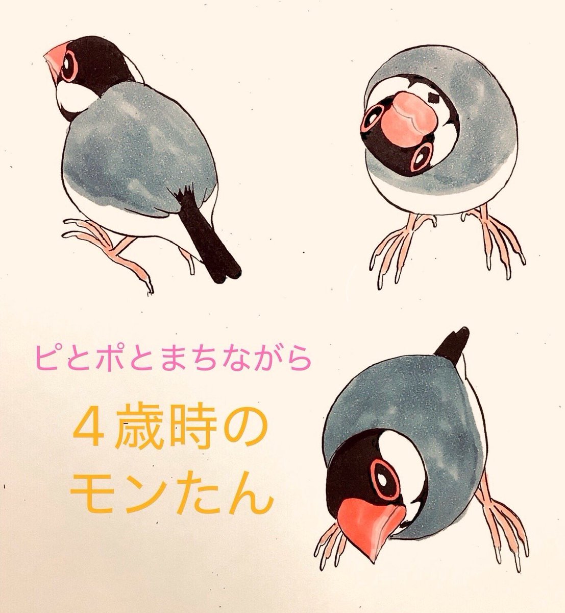 ピとポとまちながら』 いま原稿格闘中の4歳時の桜文鳥モンたん