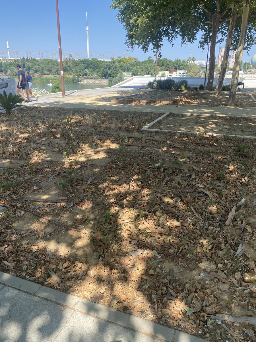 jeswonehouse's tweet photo. Por qué fracasan bastantes proyectos de jardinería del @Ayto_Sevilla? Mal diseño (ej. mala elección de especies), visión a corto plazo, falta de visión funcional, mantenimiento deficiente… En definitiva: malgastar dinero público y oportunidades de mejorar nuestra ciudad. https://t.co/diBw8Xvlm3