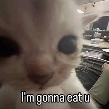 cats 🐈 tweet media
