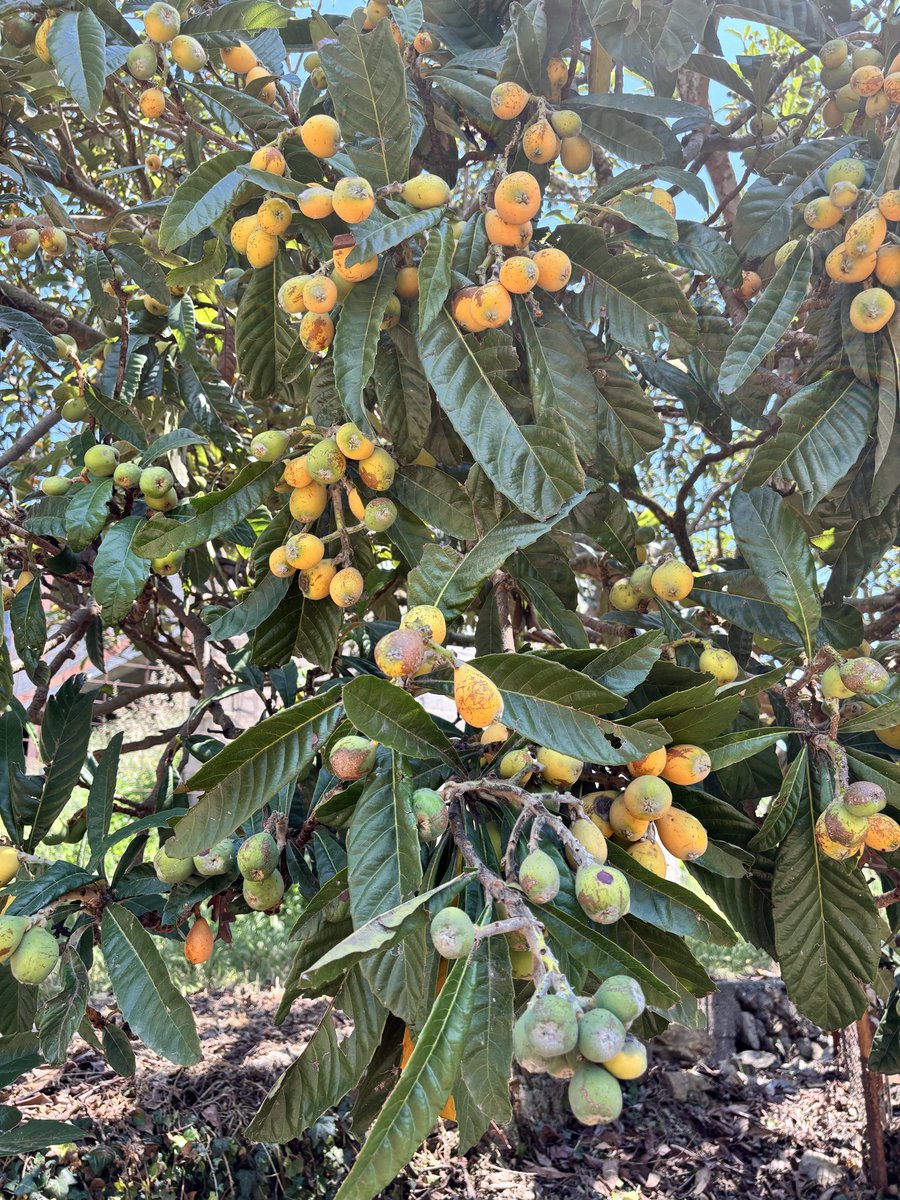 arbopalm's tweet photo. Un jugoso #treeride ayer. Cerezas, moras, nísperos. Lo triste es ver que una gran parte de frutales en campos pequeños se están abandonando, como estos. La falta de cuidado pasará factura a corto plazo. Son árboles que necesitan un mínimo mantenimiento, principalmente riego https://t.co/qb9zEYLATF